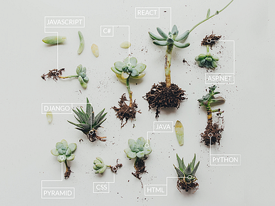 Grow Your Career - Ad ad coding garden grow photoshop plants software development spring succulents