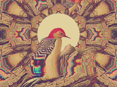 Would a woodpecker peck. 20130914 bird circle illustration kaleidoscope woodpecker