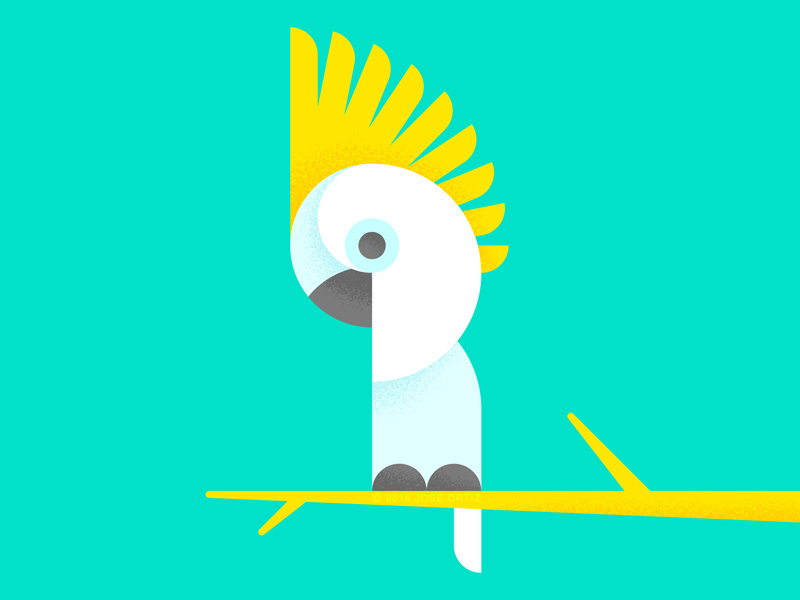 Cockatoo by Jose Ortiz on Dribbble