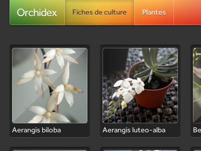 Orchidex