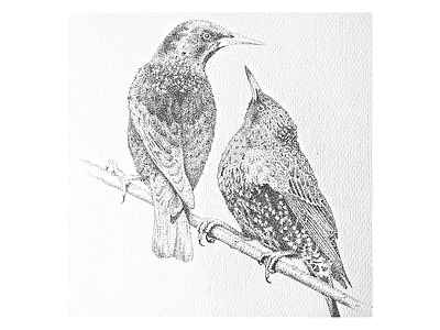 Starlings dotwork drawing handmade illustration pointillism sketch