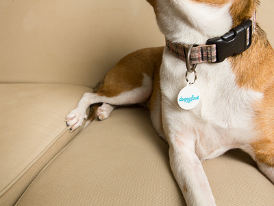 Doggyloot branding dog focus lab pet product shot