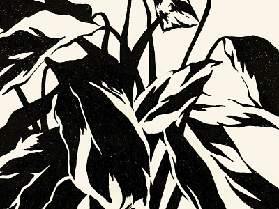 Calathea pen drawing blackandwhite illustration ink drawing pen and ink plant plantdrawing sketchbook