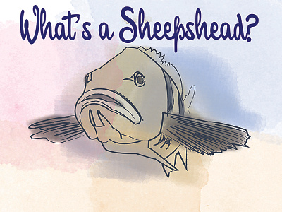 What's a Sheepshead? fish illustration watercolor