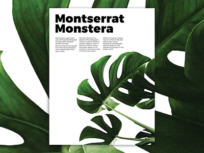 Montserrrat Monstera internationalstyle minimalist monstera montserrat plant poster posterdesign swissstyle type typography