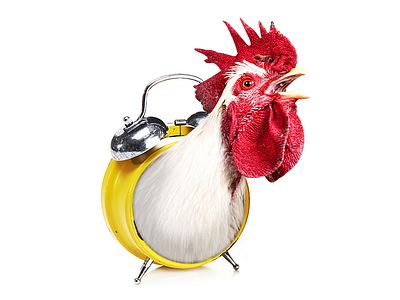 Alarm Coq alarm clock minimalism minimalistic photoshop rooster