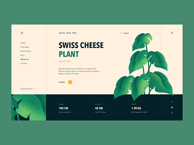 Monstera Deliciosa color design illustration plant ui ux vector web