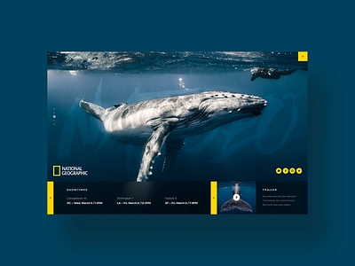 National Geographic clean daily ui dailyui design design challenge minimal modern national geographic ocean sea sealife simple social media ui ui design ui designer user interface ux design web design whale