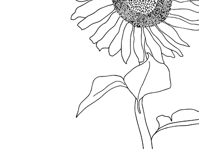 Sunflower - line work exploration black illustration ink lines pen sunflower white