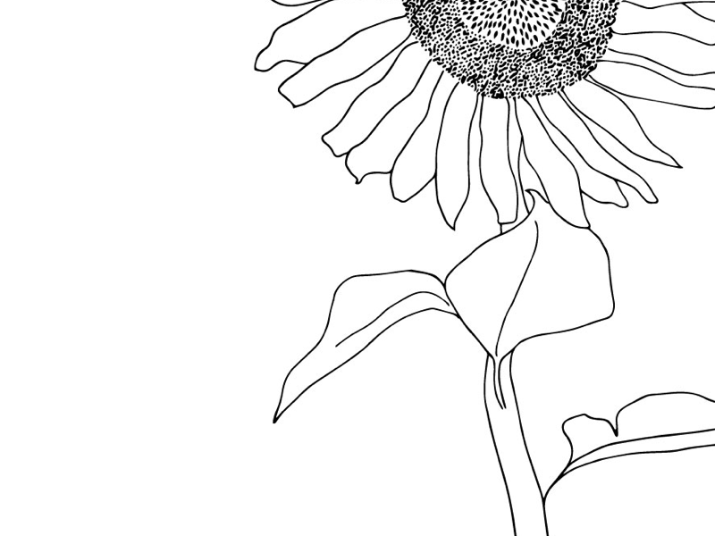 Download Sunflower - line work exploration by Krista Joy Gregory ...