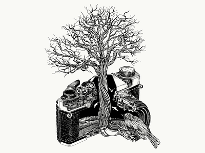 Illustration for Business Video intros. bird black ink camera illustration majestic mysterious tree vintage