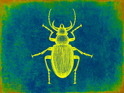 Fluorescent beetle