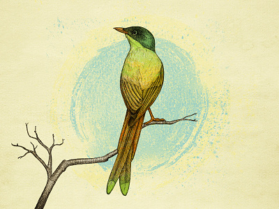 Bird bird hand drawn illustration nature sketch watercolors