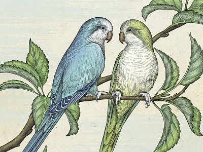 Parrot illustration - part of the square sized artwork bird birds branch illustration leaves parrot