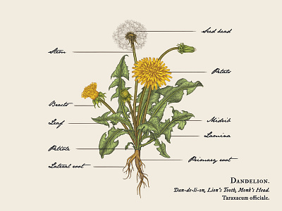 Dandelion Illustration
