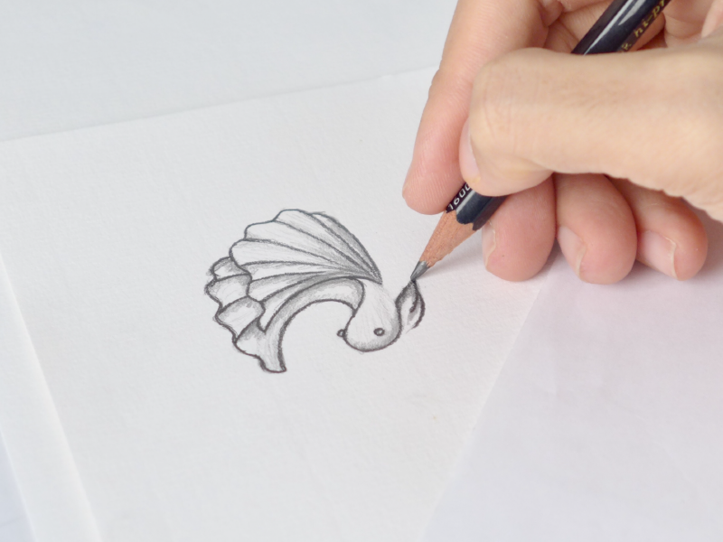 How to Draw a Betta Fish