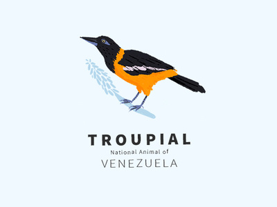 Troupial illustration animal illustration animals bird illustration black blue bristol design drawing illustration illustrations national national animal national symbol turpial venezuela