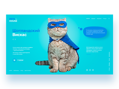 Pets in the house cat design ui uidesign ux web webdesign