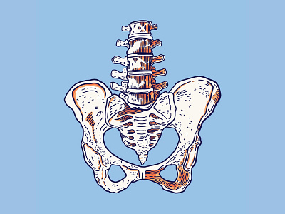 Pelvis, Inktober Day 12