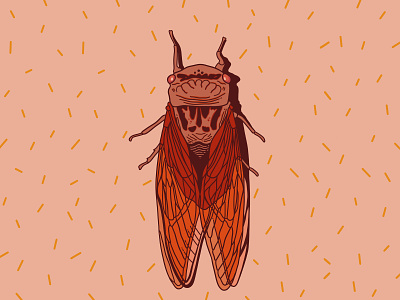 Cicada bug bug drawing cicada cicada drawing creepy digital art drawing exoskeleton illustration ipad pro procreate scientific illustration warm colors wings