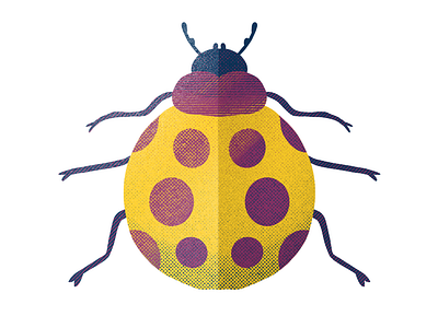 Ladybug