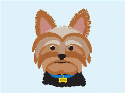 Baxter animal blue character design dog dogvector flat illuatration illustrator pet pet design petillustration puppy vector yorkie