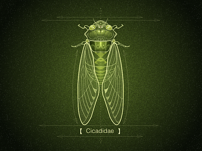 Cicadidae design draw insect sketch ui