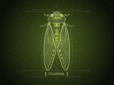 Cicadidae