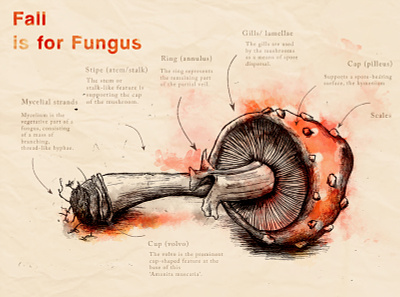 Fungus fall fungus hand drawn illustration illustration art illustration design infographic mushroom