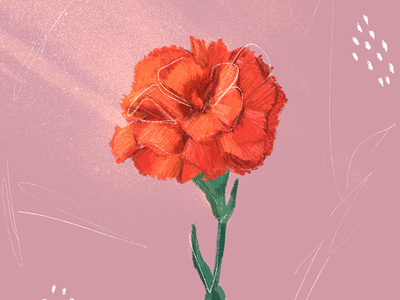 Carnation carnation cool design digital drawing flower handmade illustration portugal