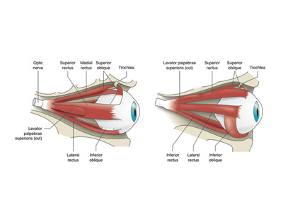 Eyes drawing eyes graphic illustration illustrator medical photoshop vector