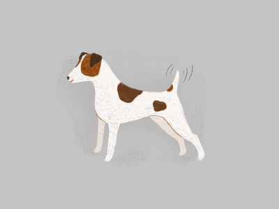 jack russel terrier