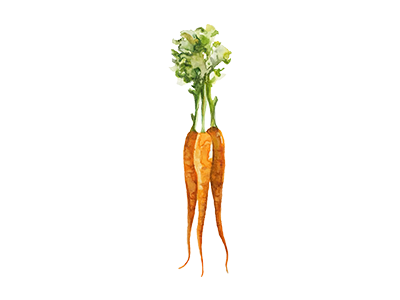 Carrots carrots food illustration vegetables watercolor