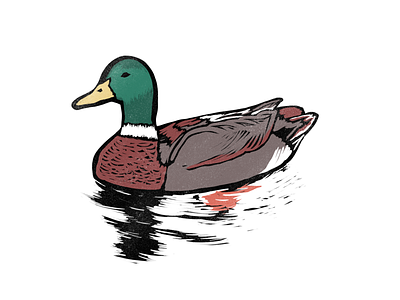 Duck (Mallard)
