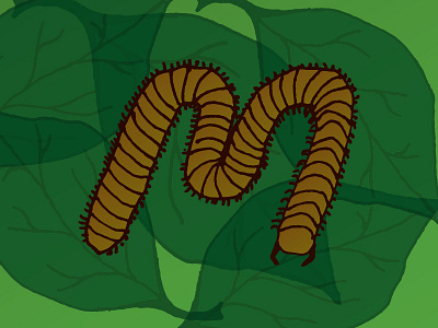 M for millipede 36 days of type bug illustration insect letter m millipede