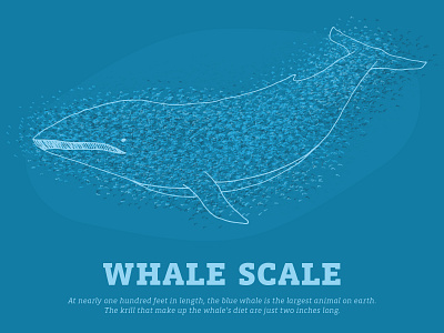 Whale Scale blue illustration krill line scale scatter whale