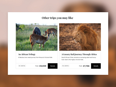 Safari Tours animals animals illustrated design designer digital safari ui uiux ux uxdesign web