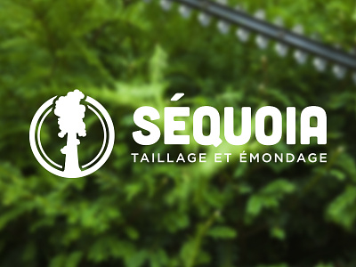 Séquoia 3 axe axes branding design identity landscaping logo logo design lumberjack typo typography wood