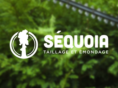 Séquoia 3