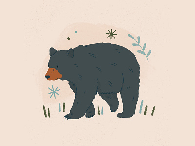 Wandering Black Bear Illustration