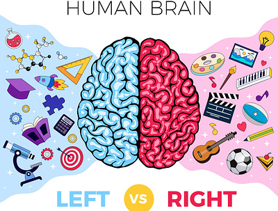Human brain functions anatomy brain creativity flat functions human illustration knowledge vector