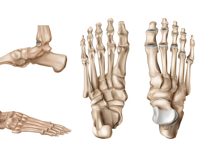 Foot bones anatomy set by Macrovector on Dribbble