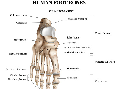 Foot bones anatomy composition anatomy bones foot footstep human illustration realistic vector