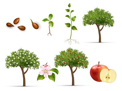 Apple Tree Life Cycle Set By Macrovector On Dribbble