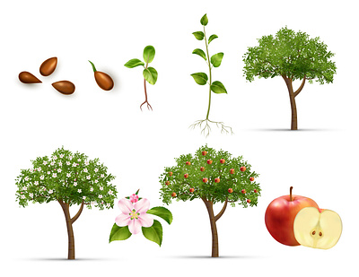 Apple tree life cycle set apple botanic fruits illustration life cycle realistic tree vector vegetation