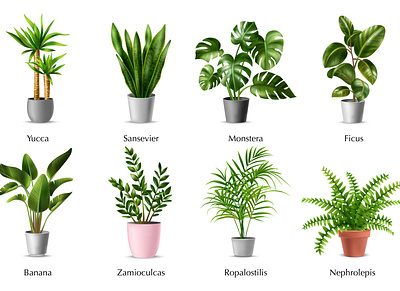 Tropical house plants set gardening greenhouse illustration interior plant realistic tropical vector
