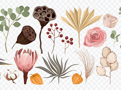 Boho flowers dried set blossom botanical flowers herbal illustration realistic tropical vector