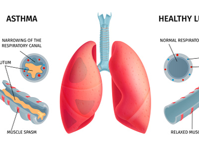 Human lung anatomy infochart anatomy flat health human illustration lung respiratory vector