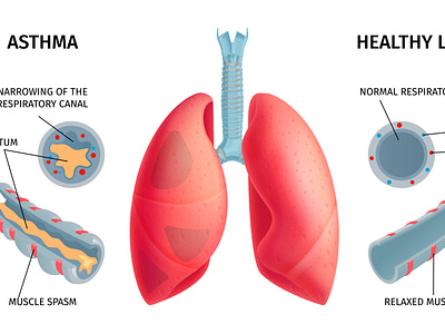 Human lung anatomy infochart