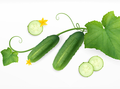 Cucumbers composition cucumber harvesting illustration realistic vector vegetable vitamin